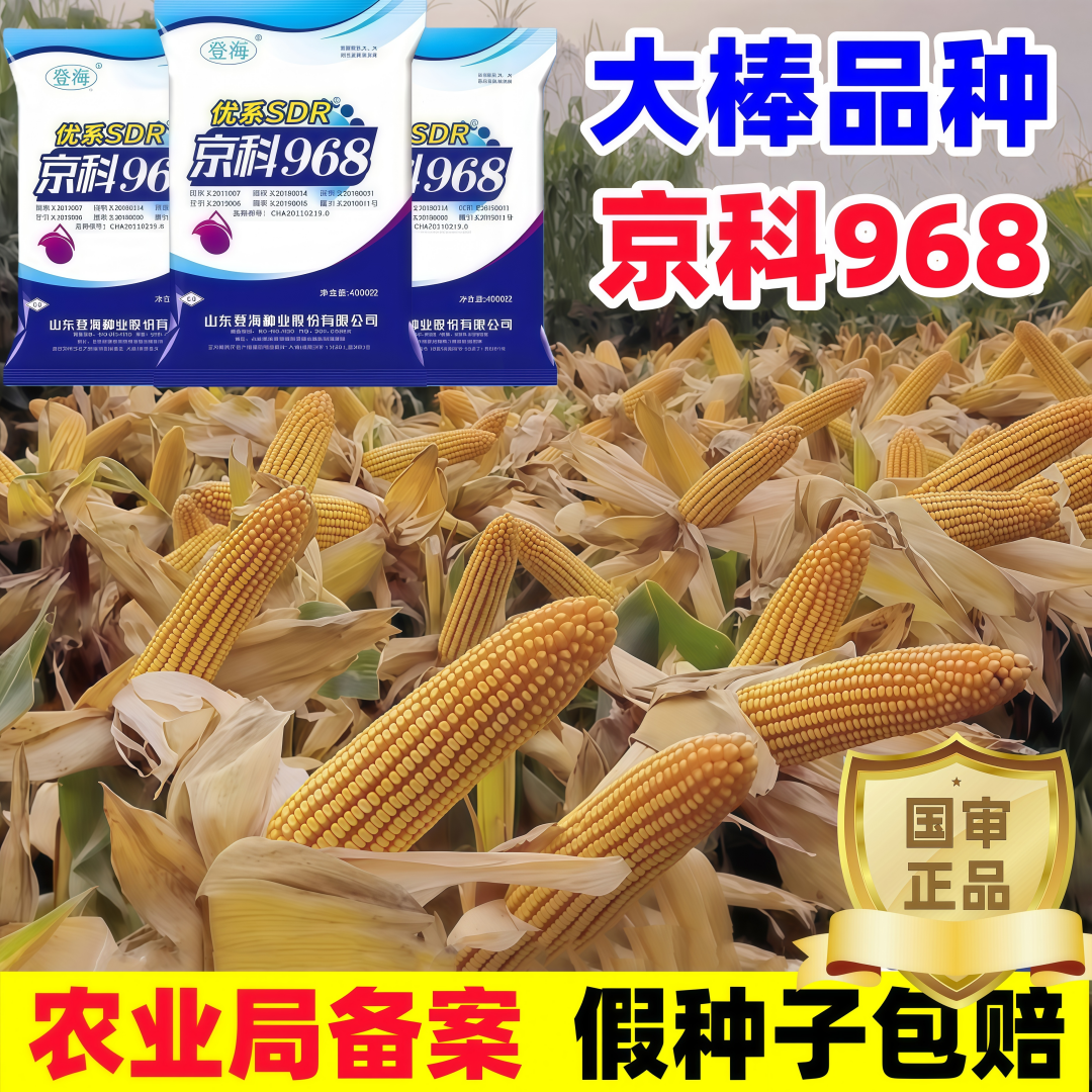国审高产玉米种子正品高产稳产京科968南北通种