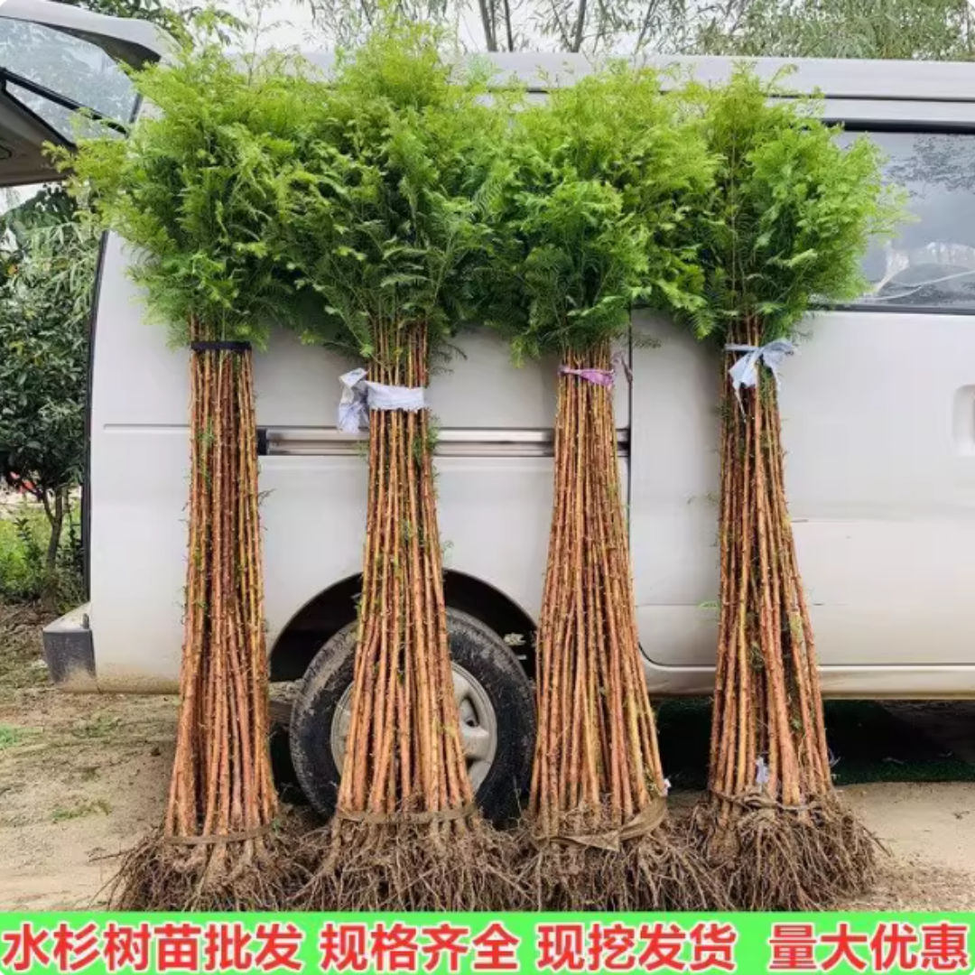 水杉树苗盆栽室内办公室桌面水培植物客厅落羽杉盆景四季常青绿植