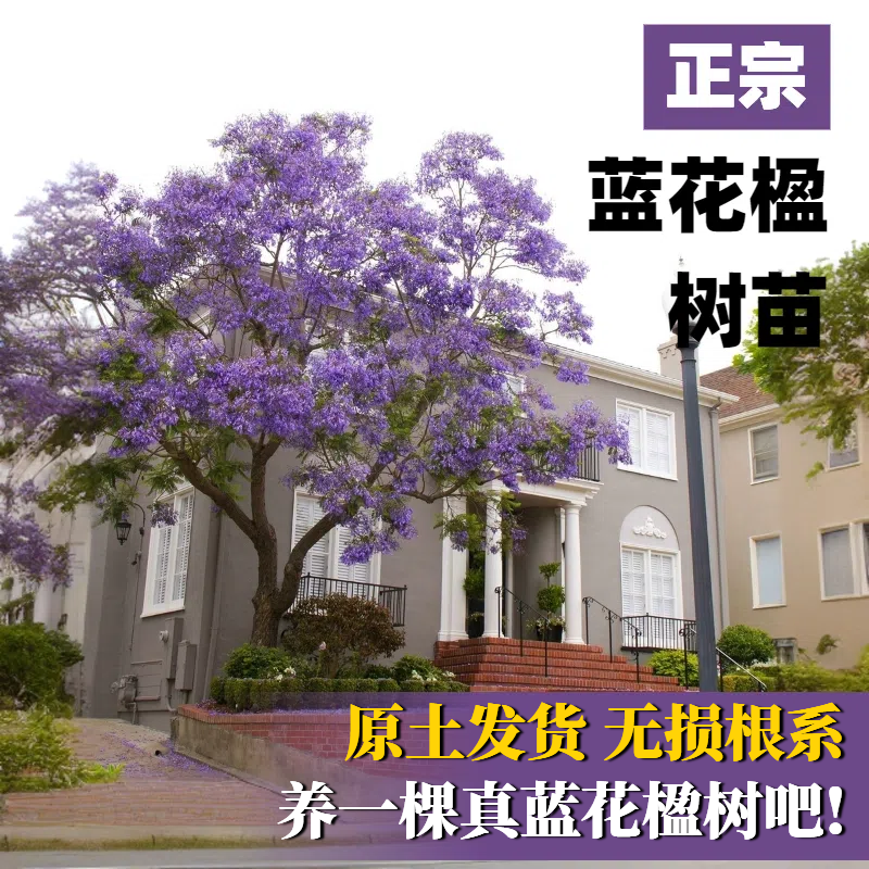 蓝花楹树苗大树正宗耐寒庭院名贵树苗户外庭院种植盆栽老桩树木