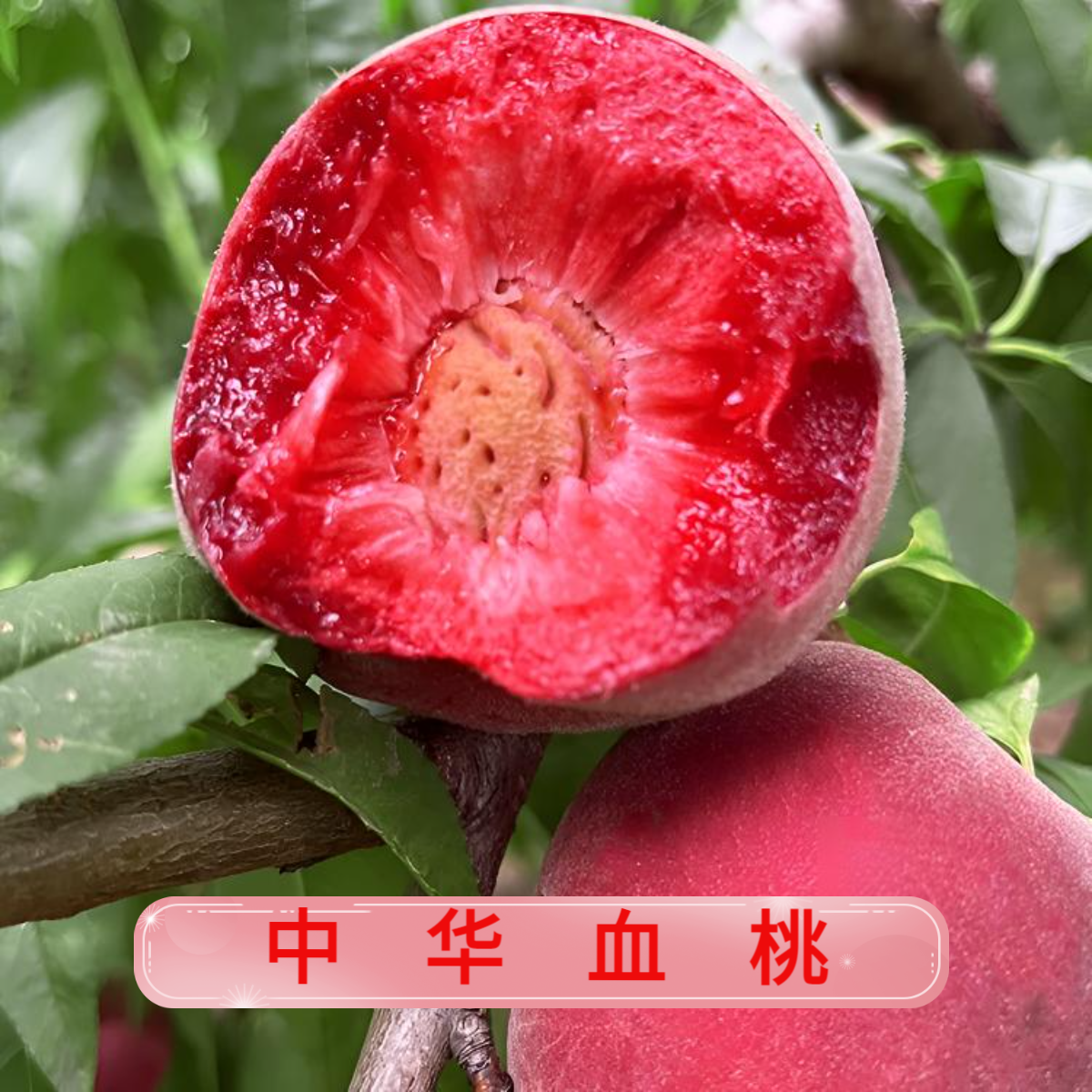 正宗老树中华血桃当季鲜果香甜多汁新鲜水果水蜜桃              