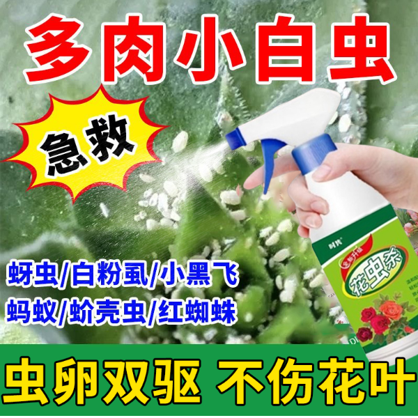 急救多肉小白虫专用除虫喷剂除白粉虱小飞黑蚜虫蚂蚁红蜘蛛蚧壳虫