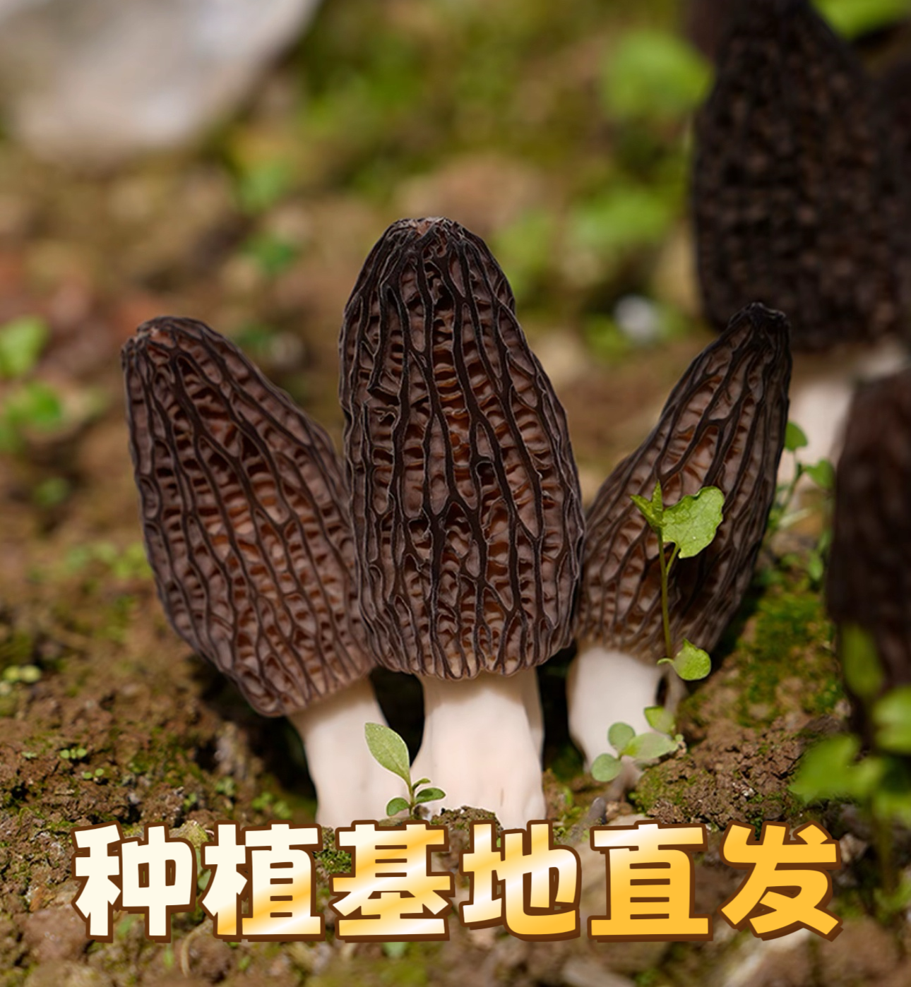 【厂家直销】贵州高山精选头茬羊肚菌干货个头均匀滋补炖汤营养食材