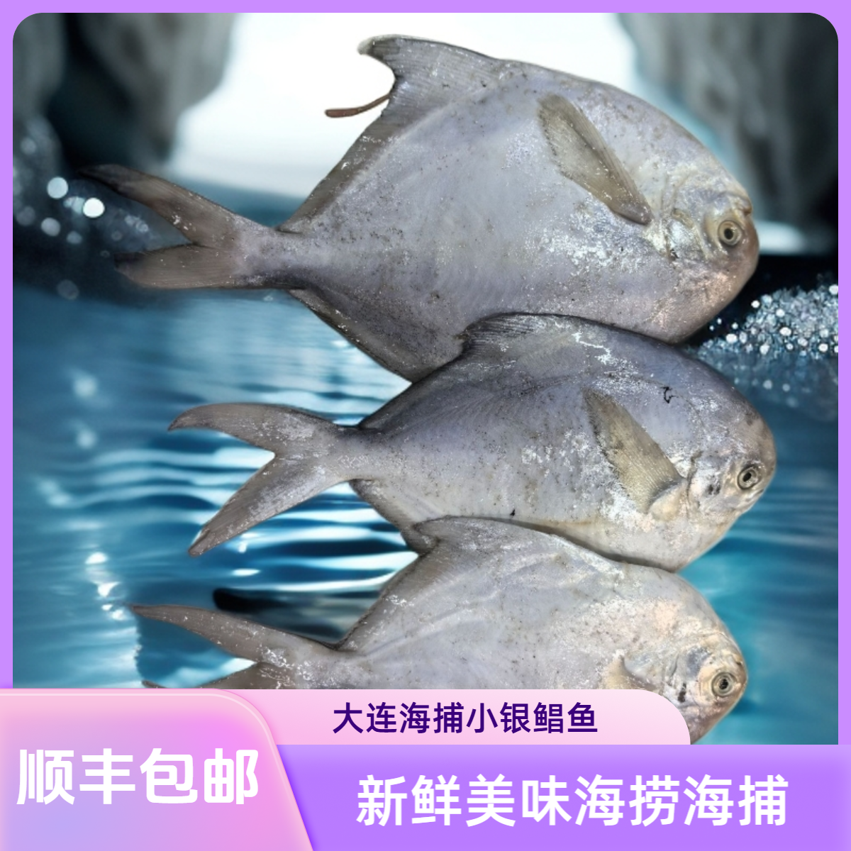 【冻鲜】大连本地海捕小银鲳鱼 5到7条一斤 顺丰包邮