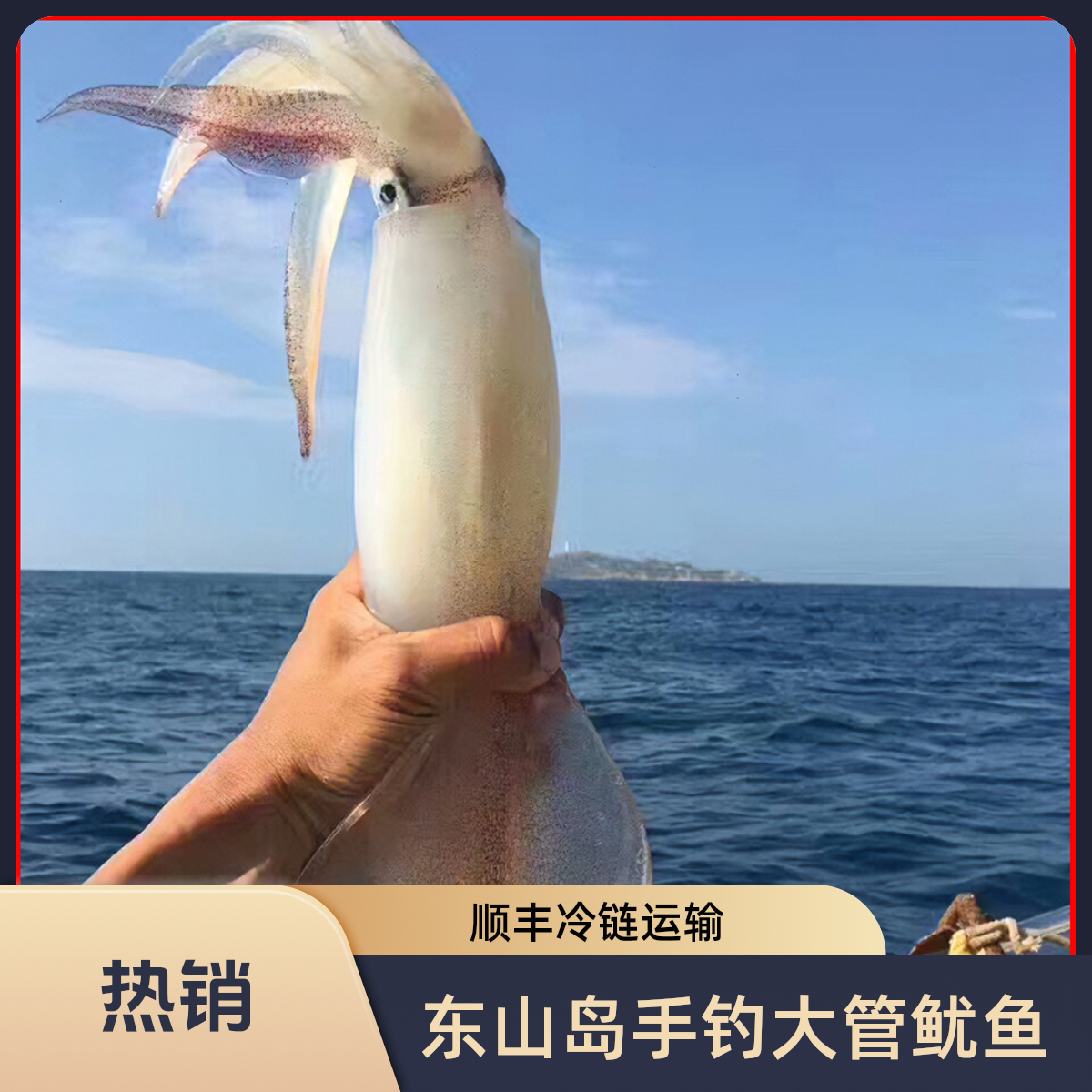 超大手钓鱿鱼东山岛刺身级大管鱿鱼鲜活速冻火箭鱿鱼乌贼管枪鱿鱼