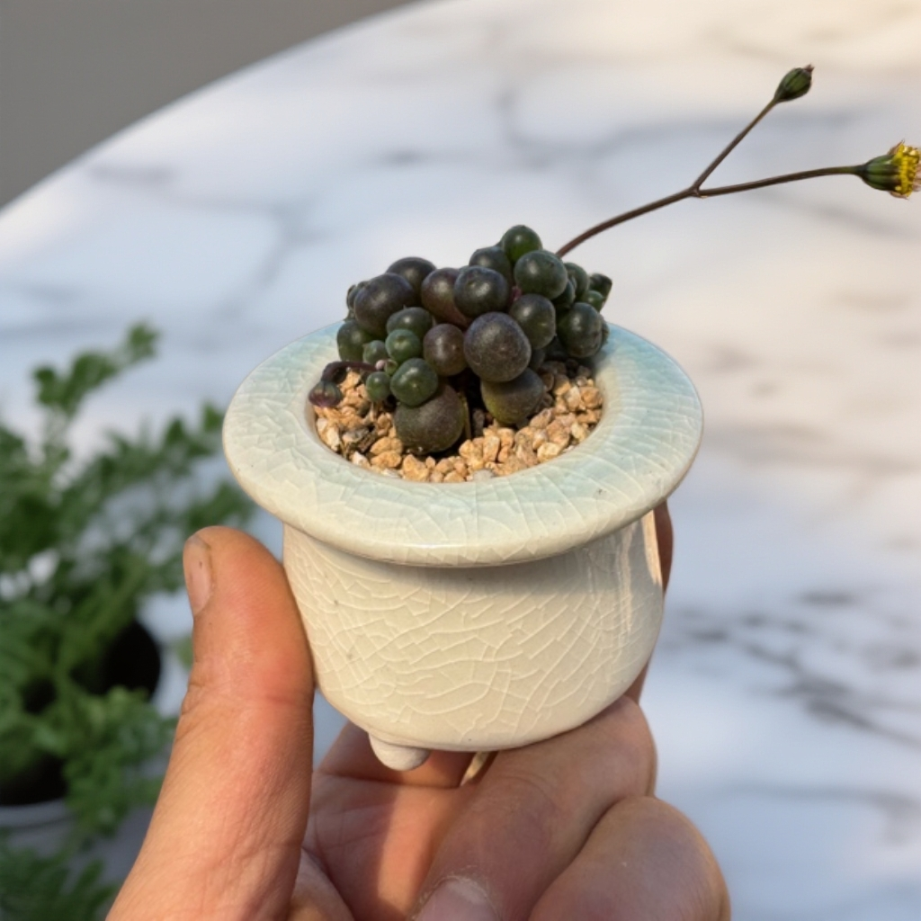 好养迷你小多肉小葡萄紫玄月盆栽观音莲多肉玉树