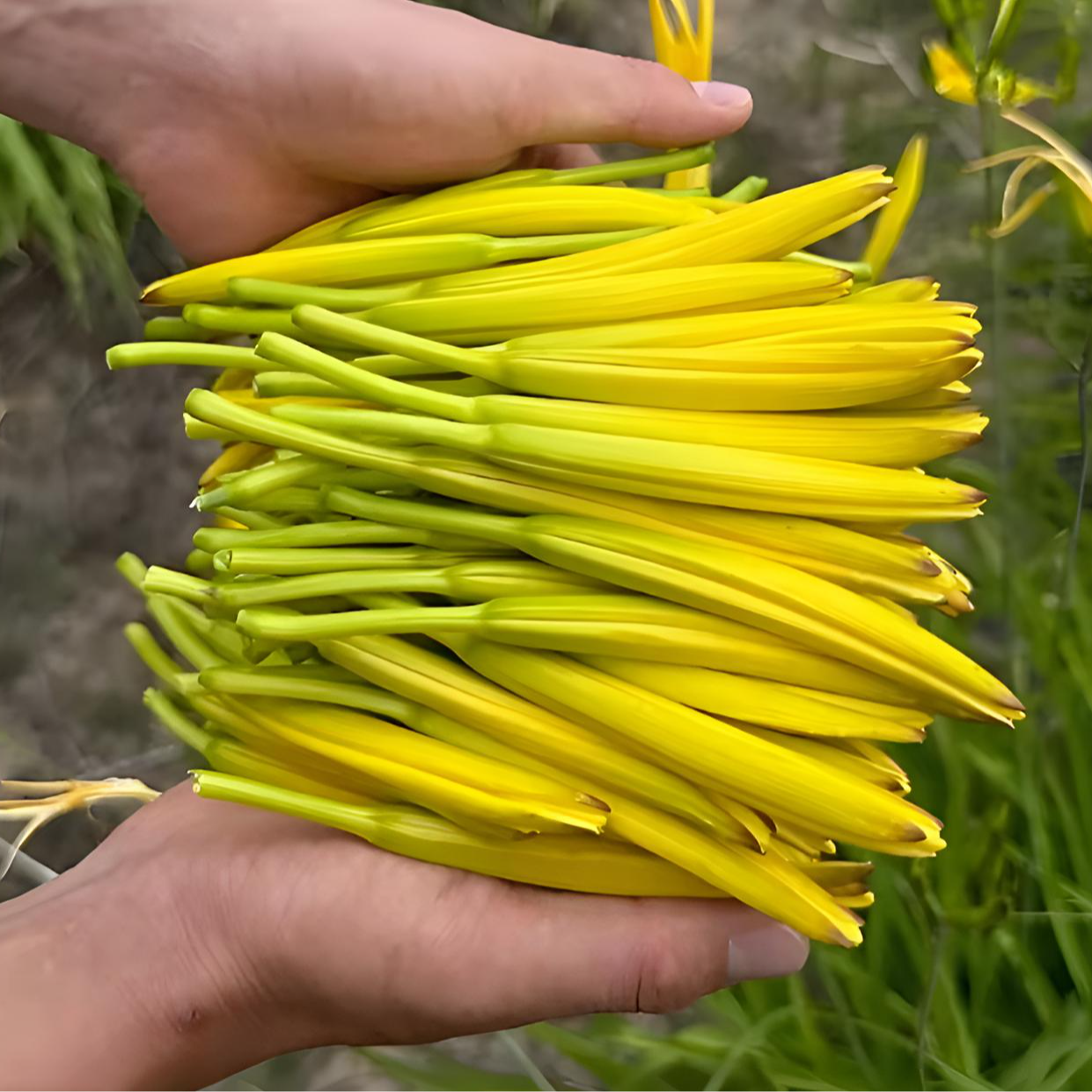 【金针黄花菜种子】家庭阳台小院四季种植盆栽地栽易种易活