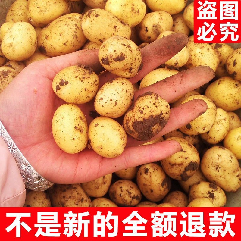 【产地直发】恩施高山迷你黄心小土豆 黄皮黄心洋芋马铃薯力荐9斤