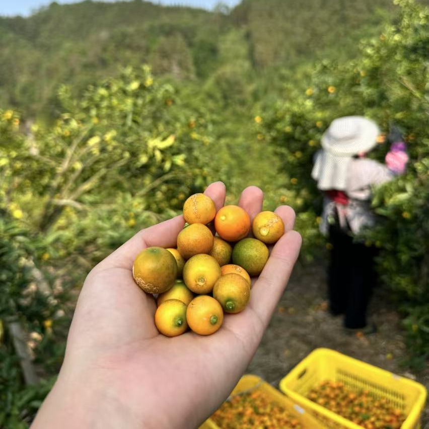 【蜜甜豆桔】广西豆桔当季新鲜时令糖豆水果现摘现发整箱包邮