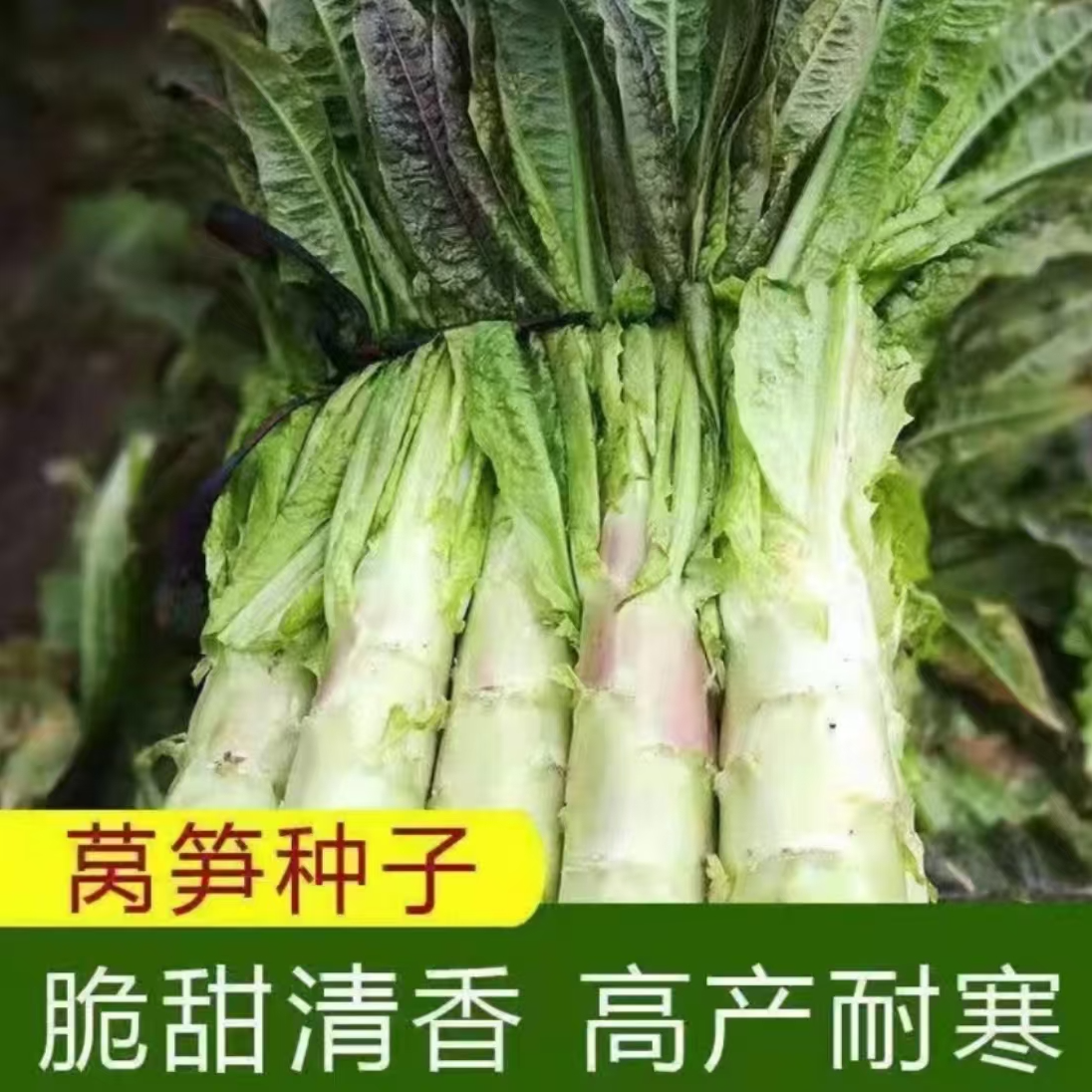 【四季青莴笋种子】家庭阳台小院四季种植盆栽地栽易种易活