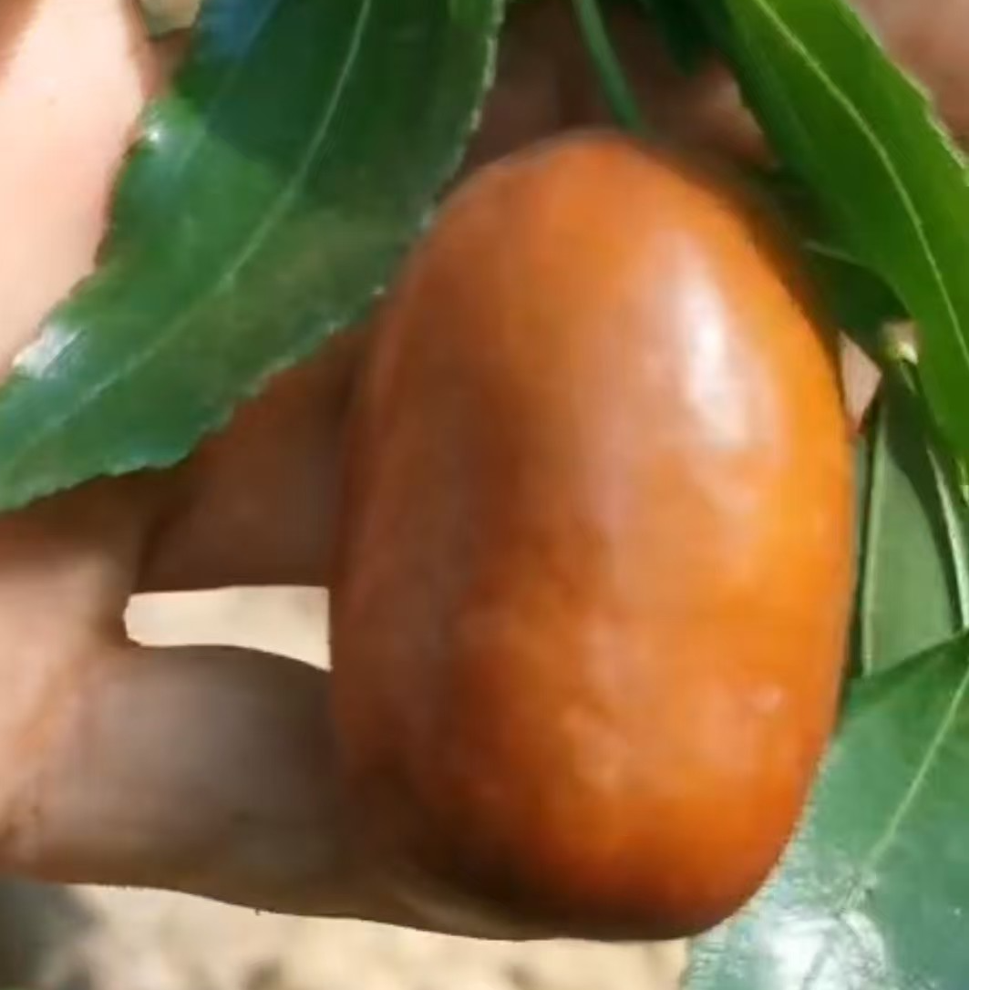 芽变特甜大枣新品种大枣盆栽地栽枣树苗