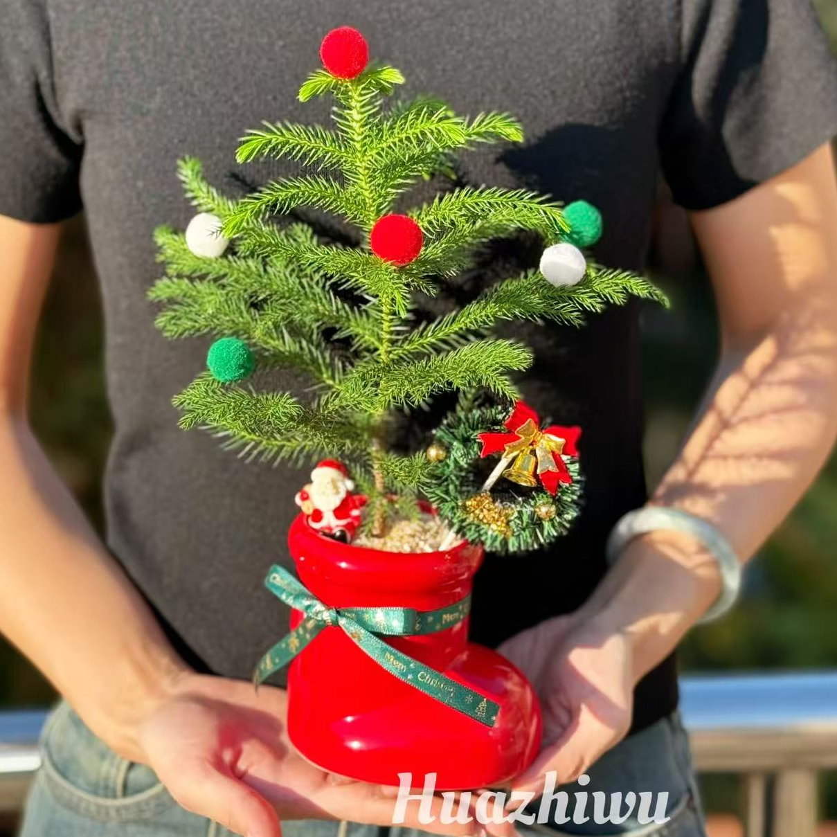 南洋杉圣诞树盆栽室内桌面绿植净化空气好养耐寒节日装饰