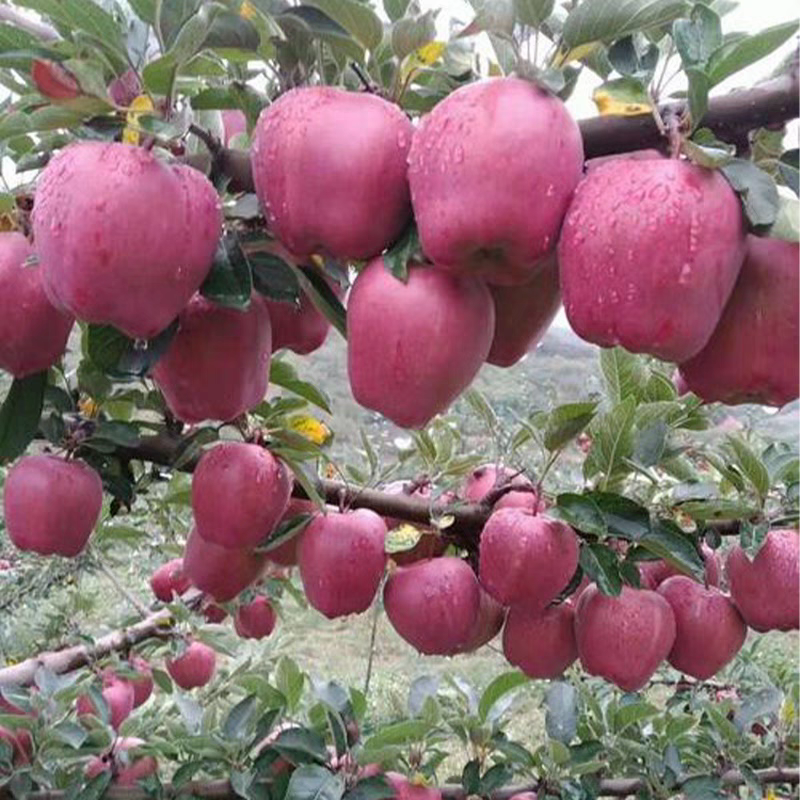 【大方推荐】2025年新果精选中果甘肃礼县老花牛苹果坏果包赔