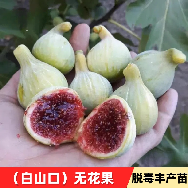 无花果树苗白山口无花果苗盆栽地栽南方北方种植果苗