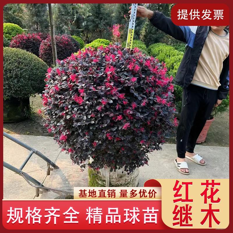 红花继木球红叶石楠球树苗冬青黄杨金森女贞海桐球庭院工程绿化苗