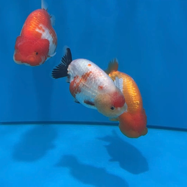 兰寿观赏鱼小尾寿（直播间马印灯一物一拍）私拍不发