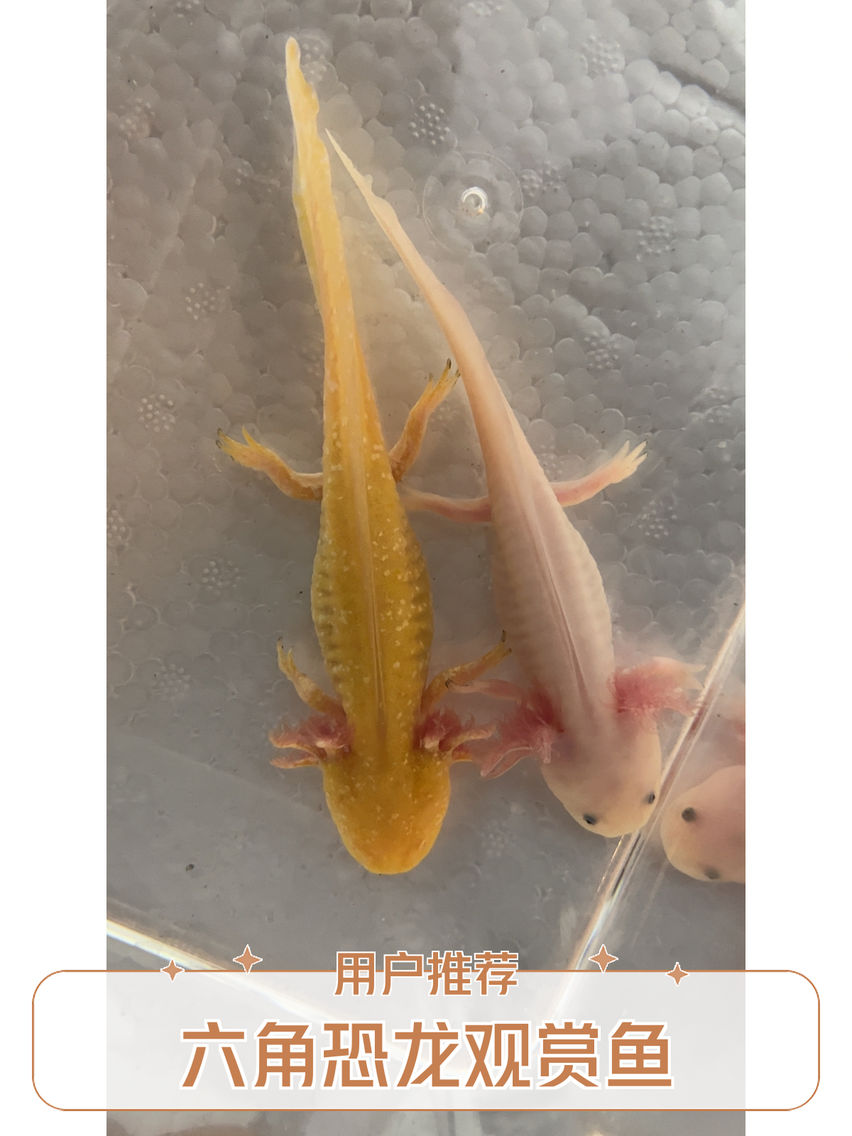 冷水淡水好养易活的六角龙鱼小型萌宠观赏鱼