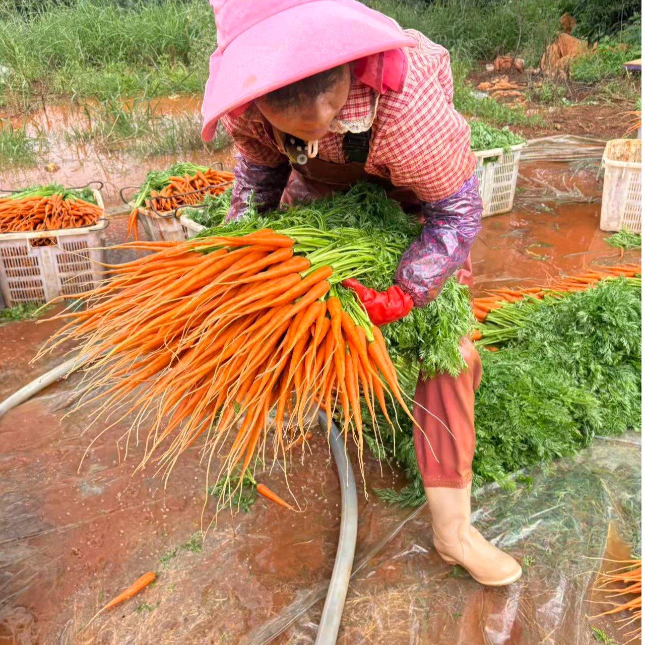 新鲜去叶手指萝卜迷你水果胡萝卜新鲜蔬菜轻食沙拉生吃西餐食材