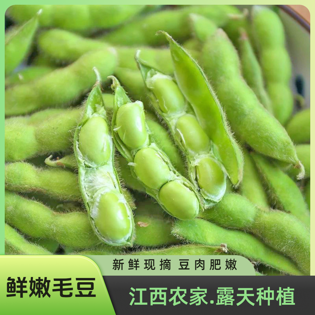 江西新鲜毛豆家乡田豆青皮豆带壳农家自种现摘毛豆本地露天蔬菜豆