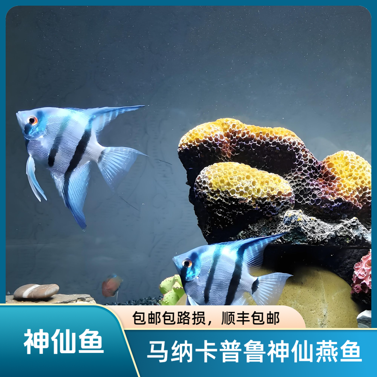 精品燕鱼马纳卡普鲁燕鱼神仙燕鱼小型热带鱼好看热带观赏小