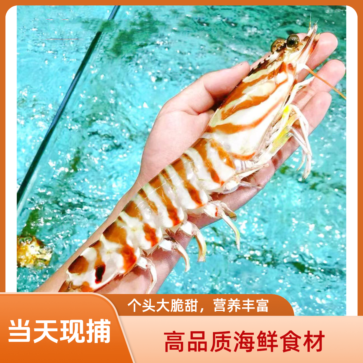 福建海捕特大九节虾/斑节虾/竹节虾海虾海捕大虾活冻发货