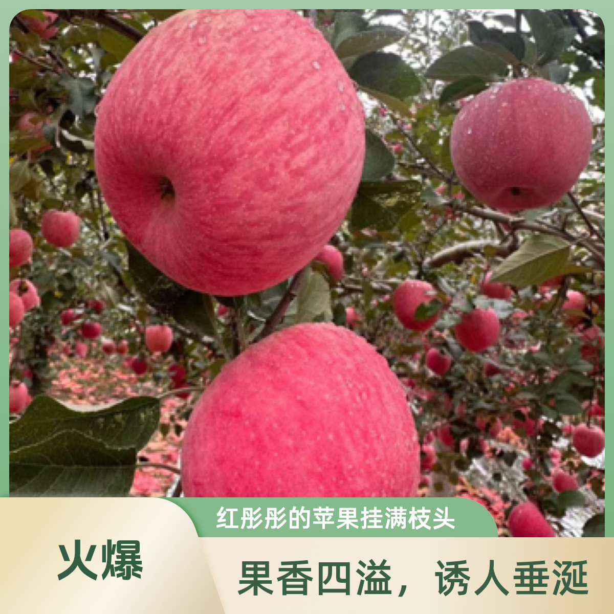 洛川红富士，脆甜多汁，一口咬出幸福滋味