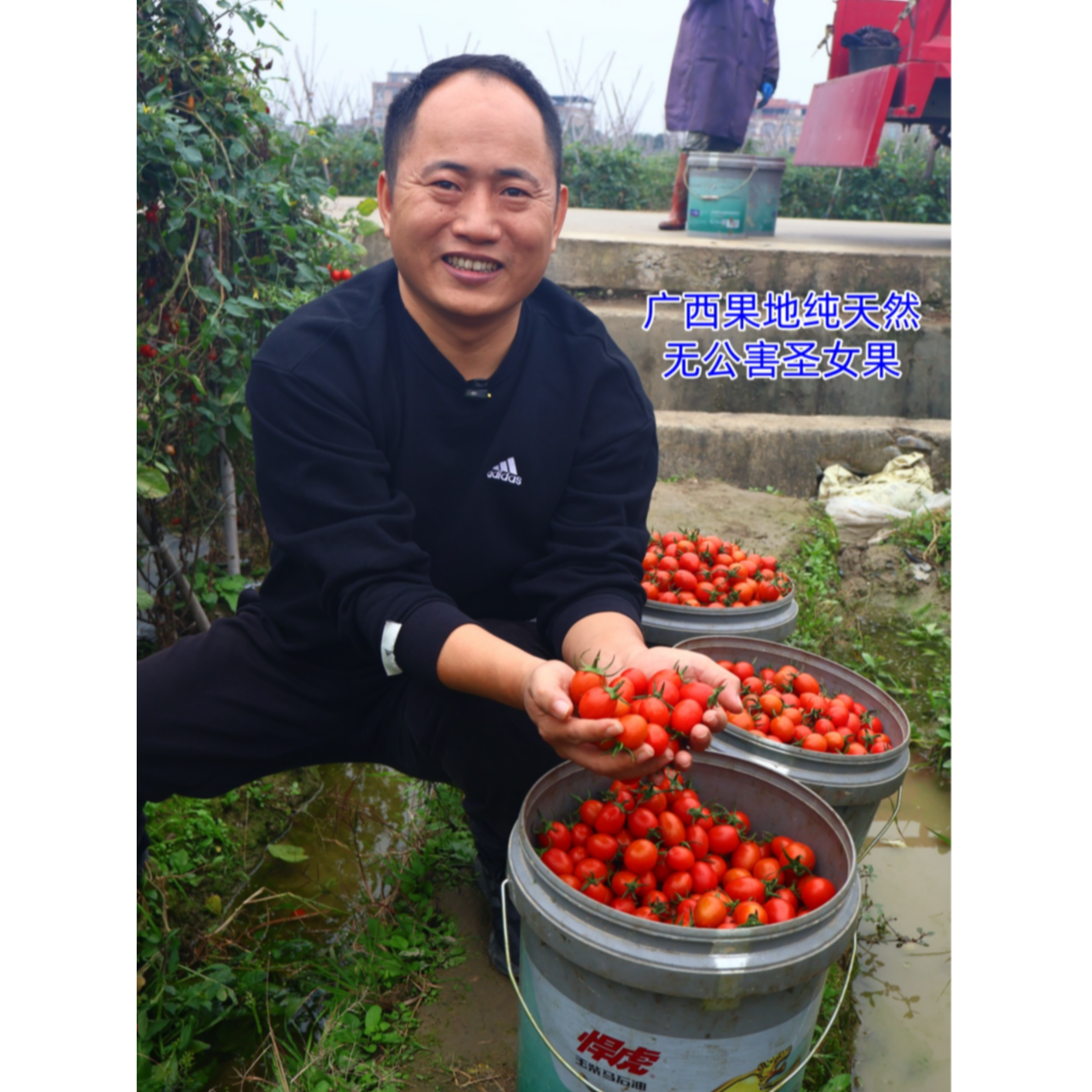 广西露天种植新鲜现摘圣女果清甜脆口追剧小零食