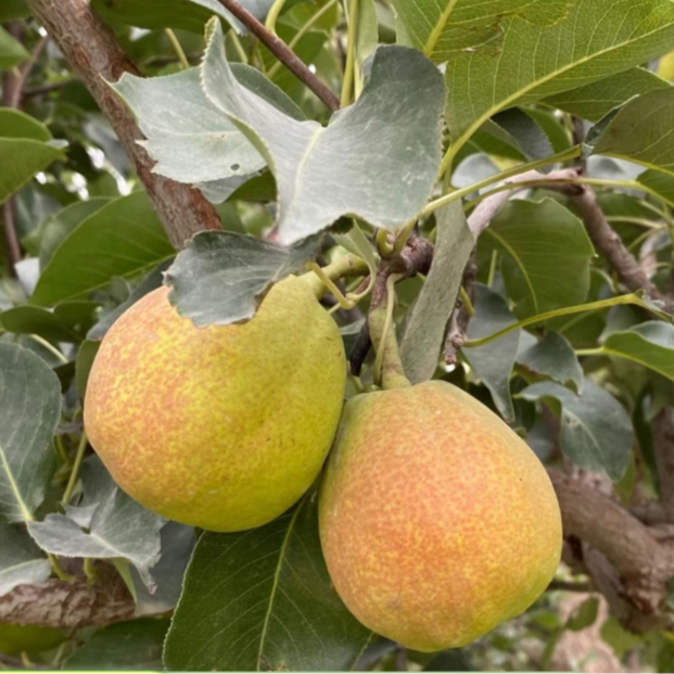 【任果行甑选】新疆库尔勒香梨五斤薄皮当季新鲜采摘脆甜多汁