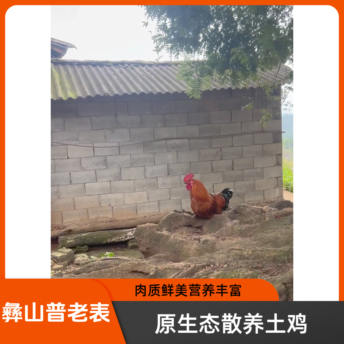 农家散养土公鸡新鲜现宰3斤包邮