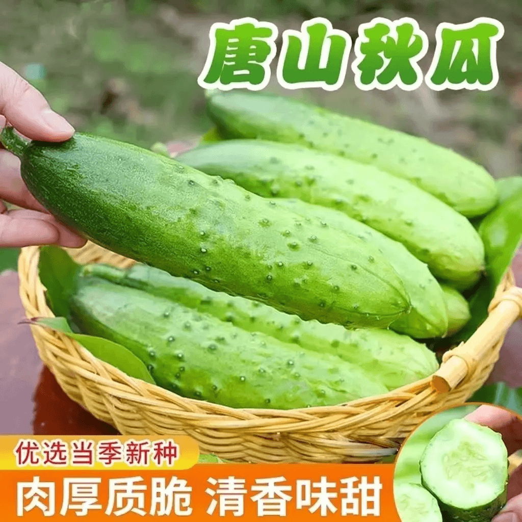 唐山秋瓜种子秋黄瓜高产水果黄瓜种籽阳台小院春秋季播种蔬菜种子