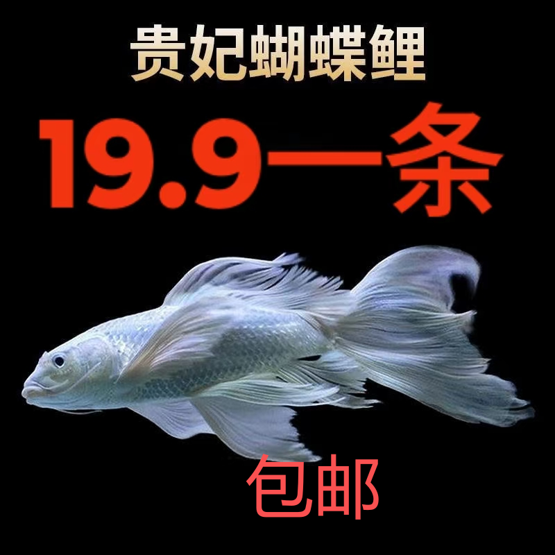 精品蝴蝶鲤普身纯种赛级贵妃大鳍大尾活体锦鲤鱼观赏包活