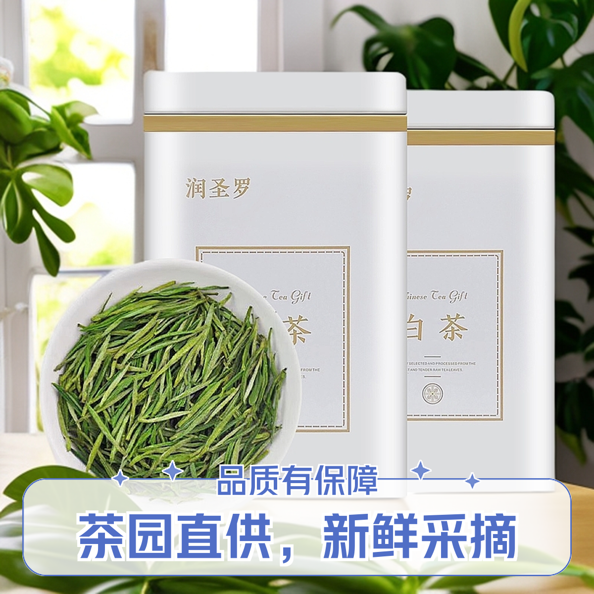 新茶高山白茶绿茶明前嫩芽浓香型口粮茶叶罐装送礼