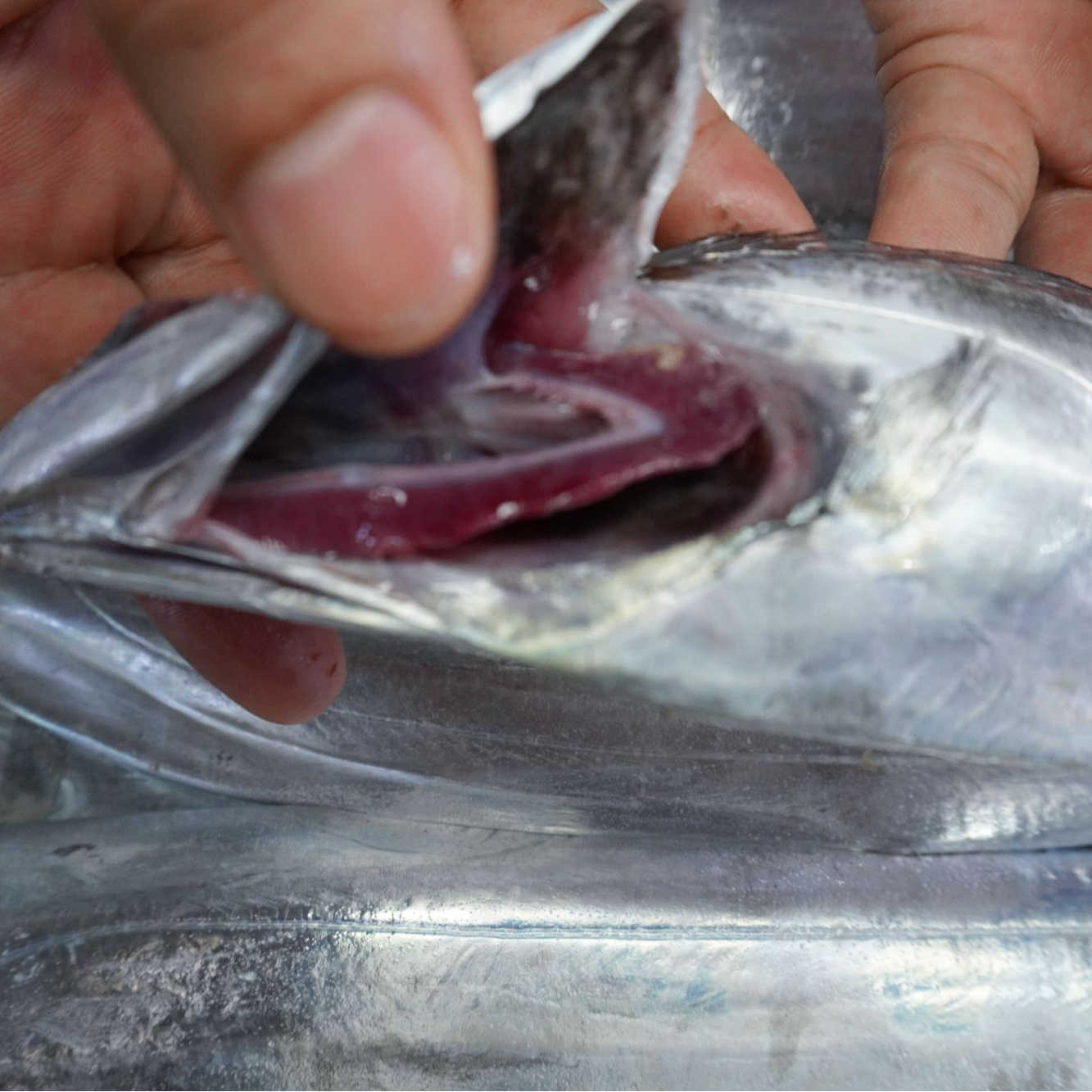 正宗舟山鲜带鱼 纯正油带 可蒸可煮 油脂四溢 透骨鲜9