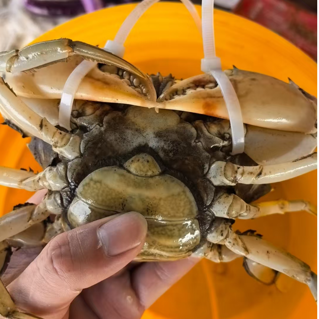 正宗三门青蟹红膏母蟹顺丰包邮鲜活