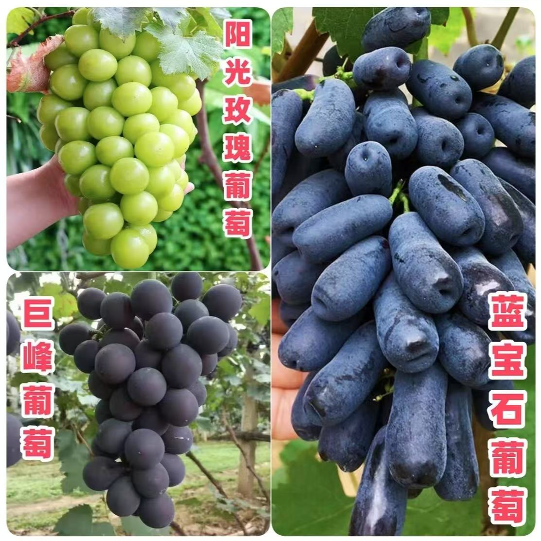 蓝宝石阳光玫瑰巨峰葡萄苗南北方盆栽地在抗旱耐寒拍正装送肥料
