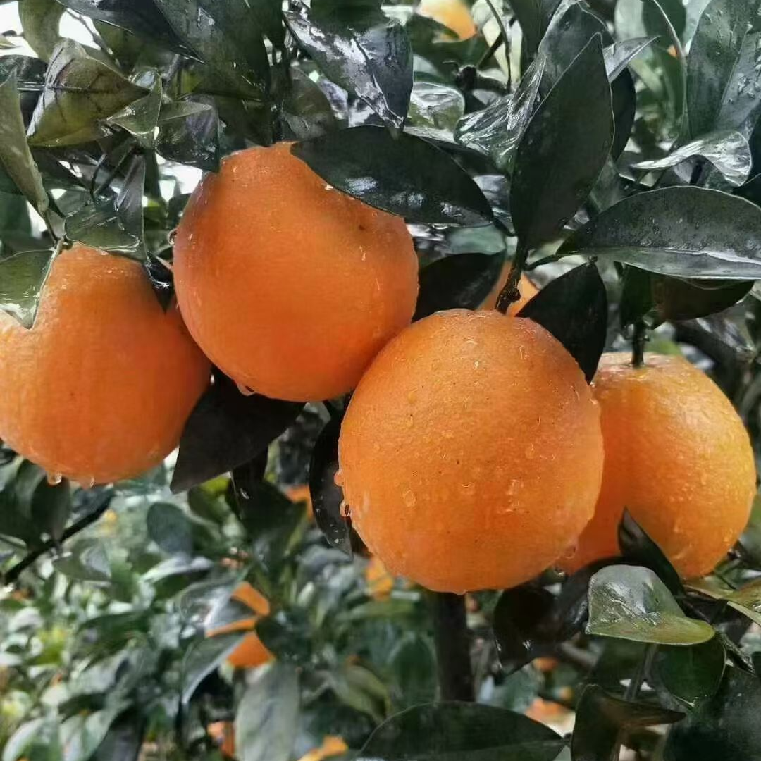 【石门纽荷尔脐橙】 现采现发 5斤/9斤顺丰包邮  送开橙器