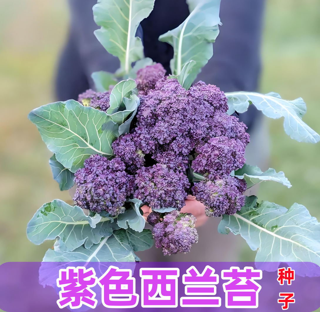 【紫色西兰苔种子】紫花菜种家庭阳台小院四季种植盆栽地栽易种易活