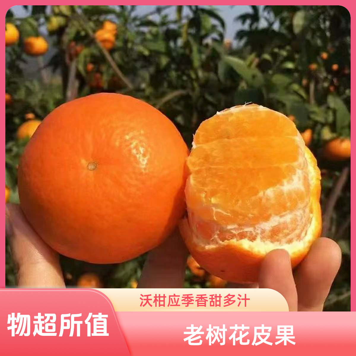 【正宗沃柑】香甜多汁新鲜采摘发货应季水果老人孕妈妈水果坏果包赔