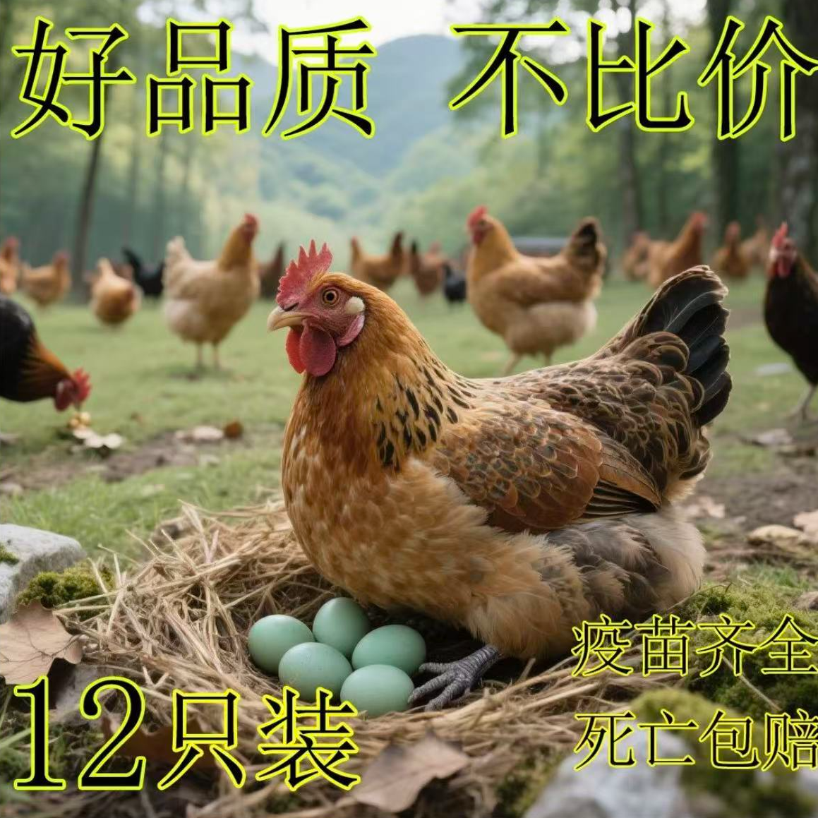 【西来】散养青脚正阳麻羽绿壳蛋宠物鸡公母可选包邮半斤左右