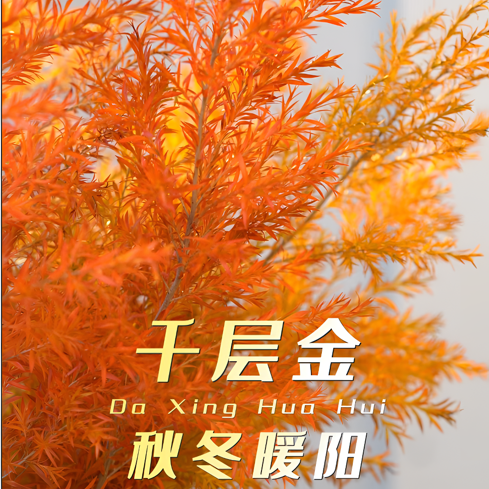 【千层金】黄金香柳鲜切花可水培干插适合客厅装饰云南直发