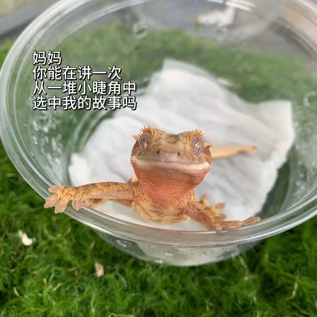 睫角守宫温顺萌宠适合新手入门的爬宠活体