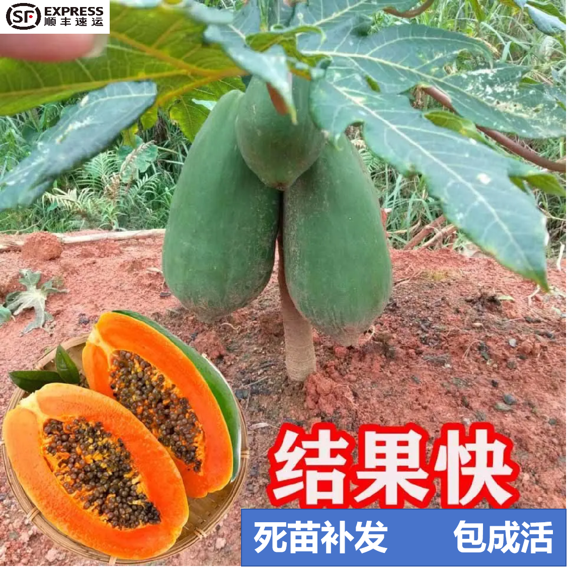 正宗大青红肉木瓜苗矮化改良高产红心木瓜树苗南方种植四季可结果