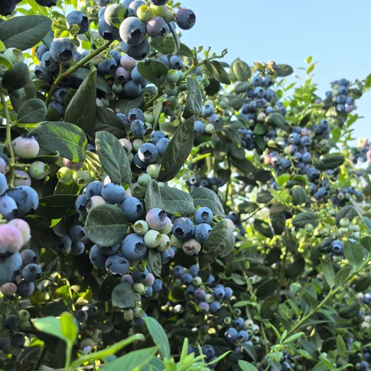 黑哥的花园花香蓝莓丰产易养护口感脆甜自带花香耐热耐寒盆栽树苗