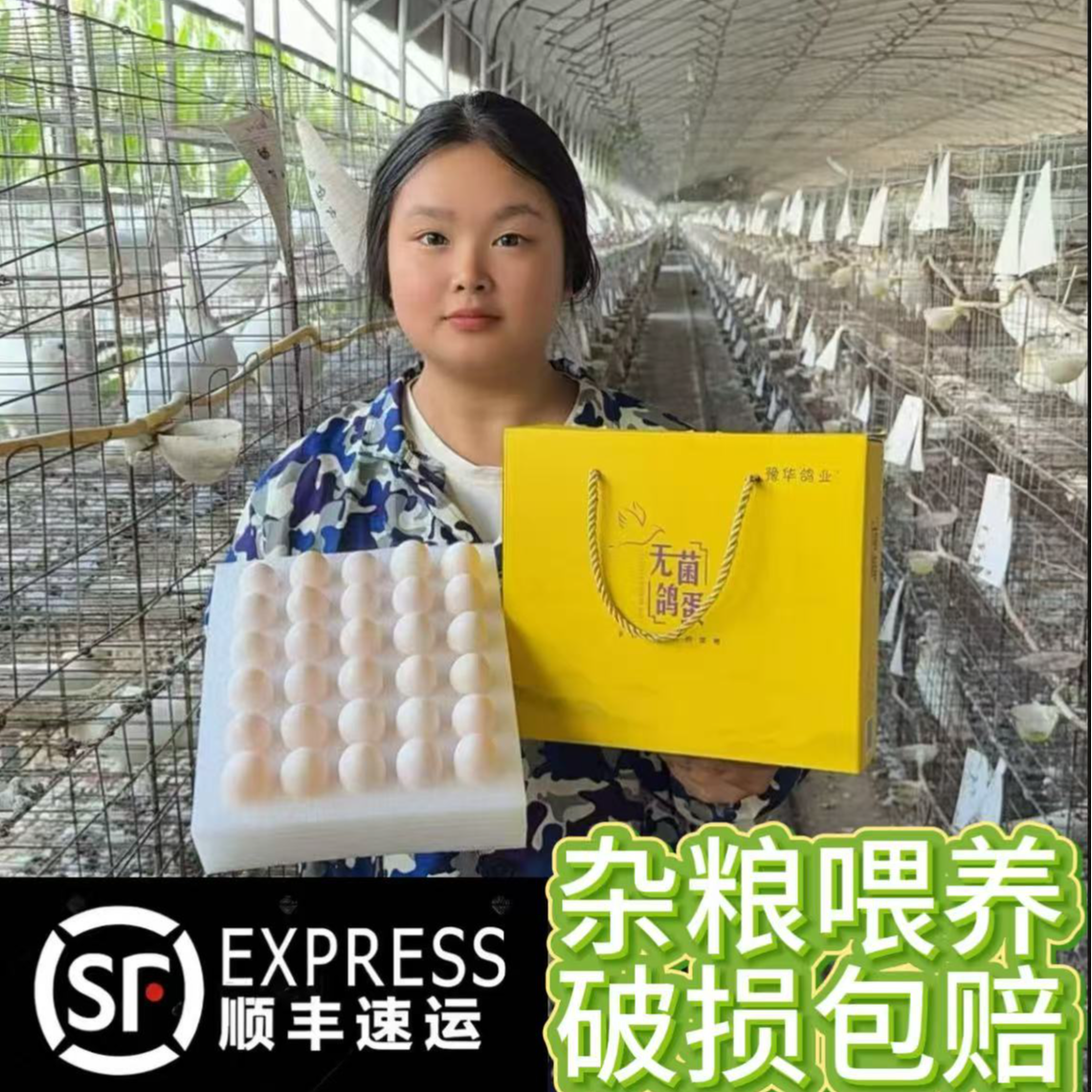 新鲜杂粮鸽蛋鸽子蛋鸽子鸽棚顺丰包邮宝宝孕妇生鲜优选30枚-60枚