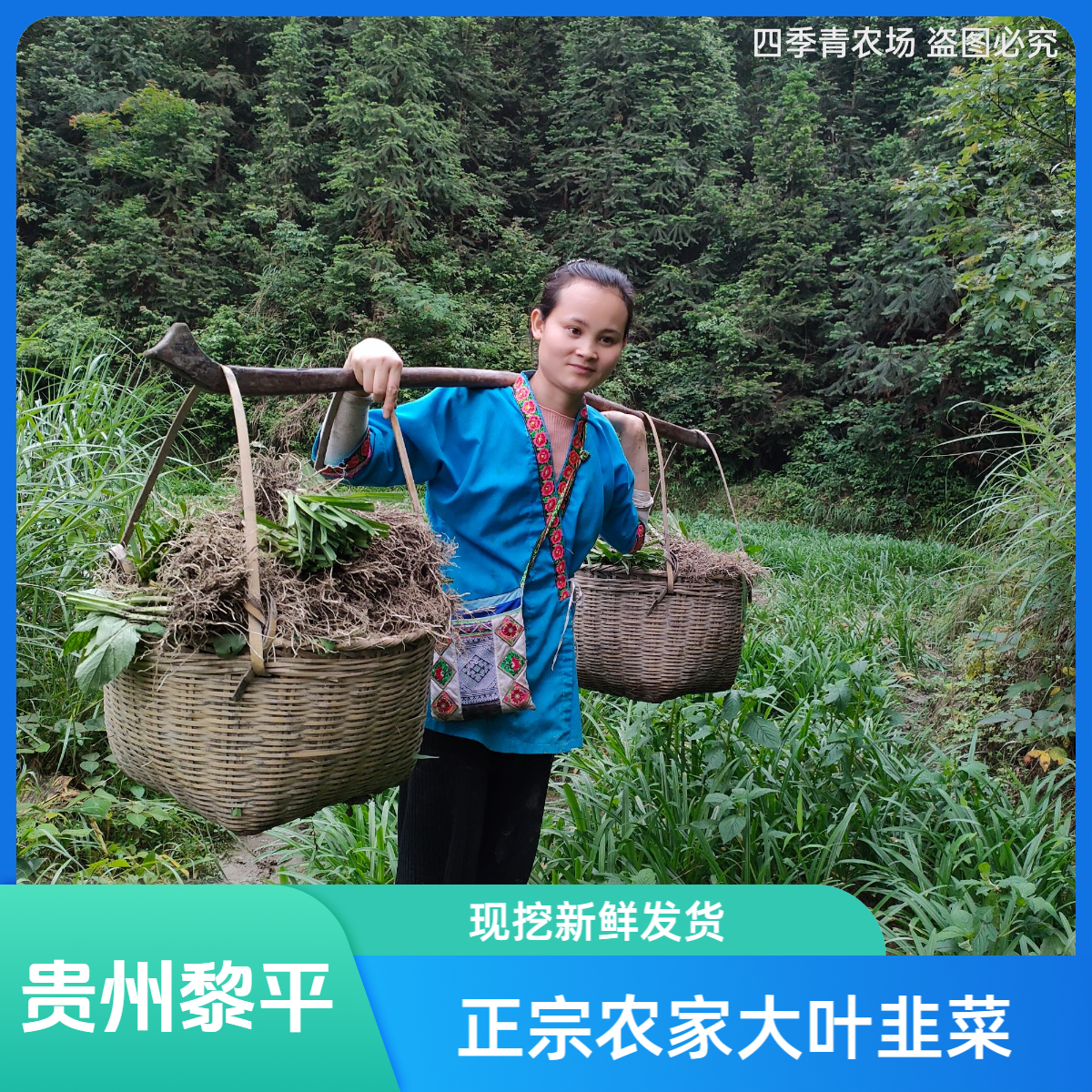 贵州韭菜称斤大叶韭菜宽叶韭菜山韭石韭菜阳台庭院四季绿植种植