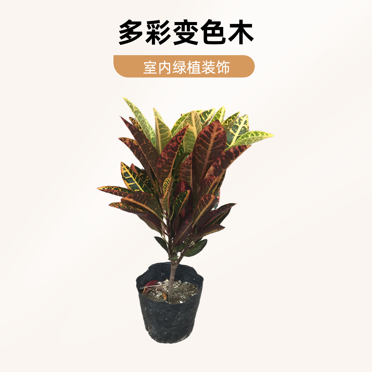 七彩变色木盆栽室内外阳台庭院吸甲醛净化空气观叶洒金变叶木植物