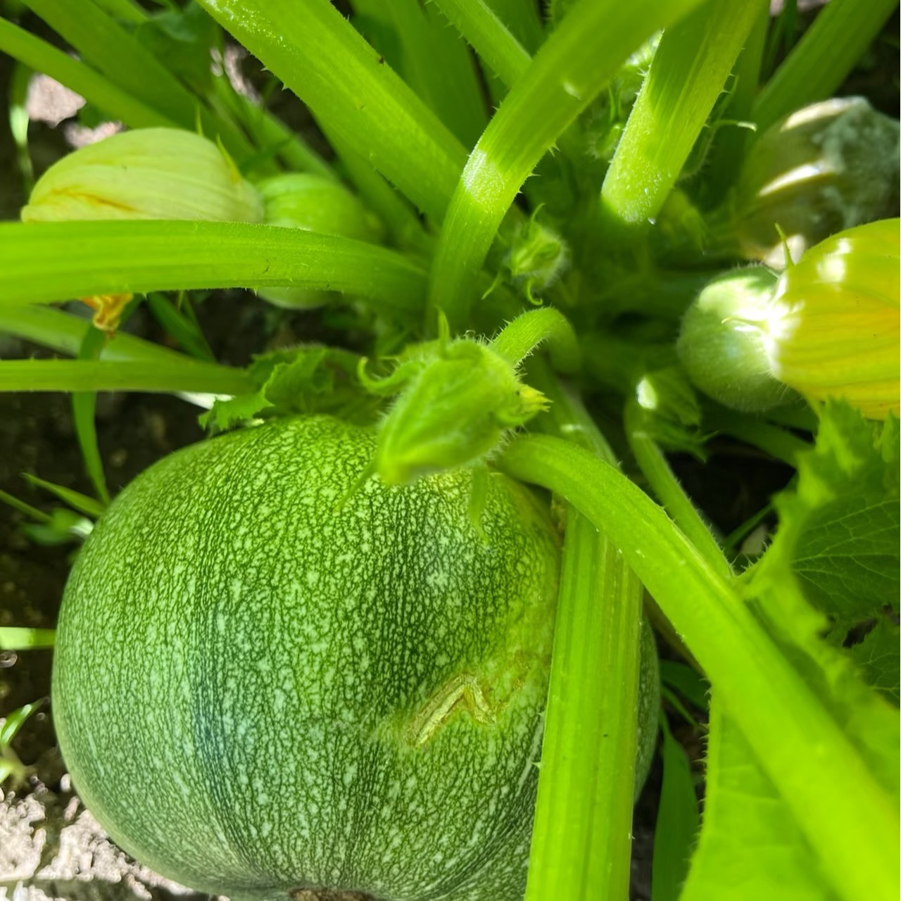 云南贵州新鲜嫩南瓜小圆瓜当季农家清甜蔬菜