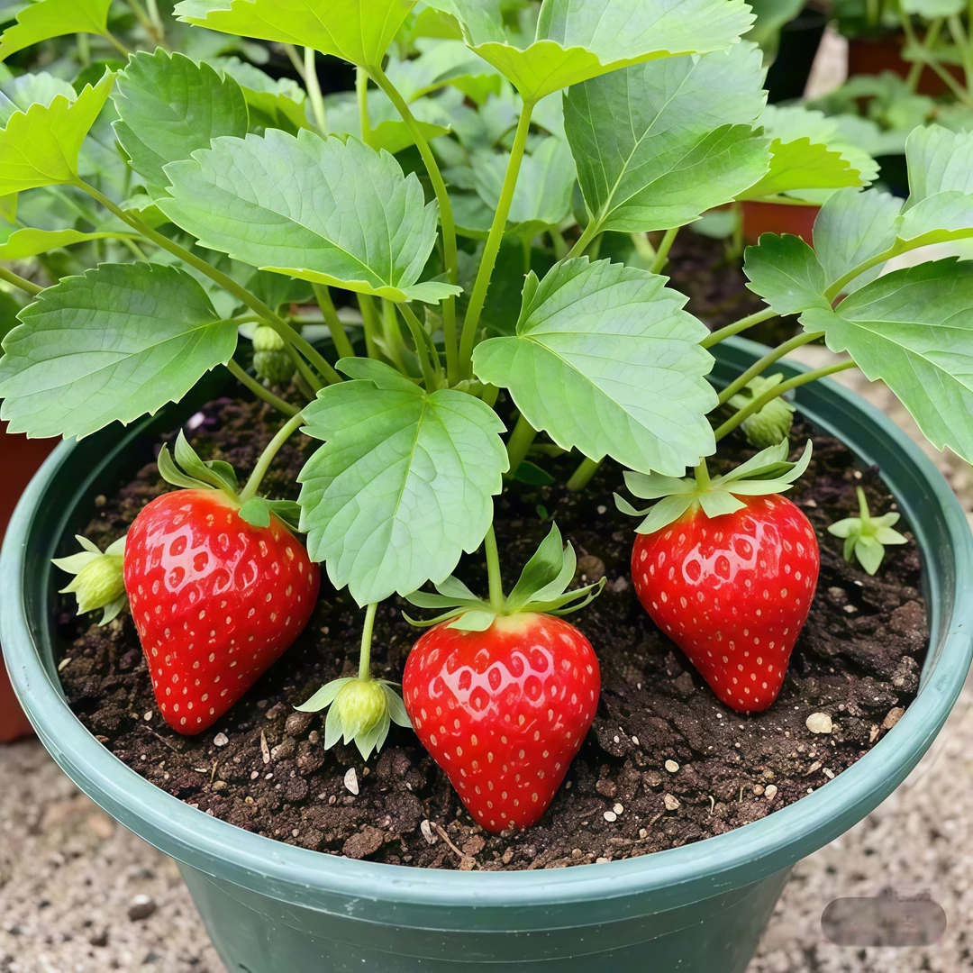带土苗秧草莓苗盆栽奶油黑珍珠玄玉四季结果红颜淡雪隋珠阳台种植