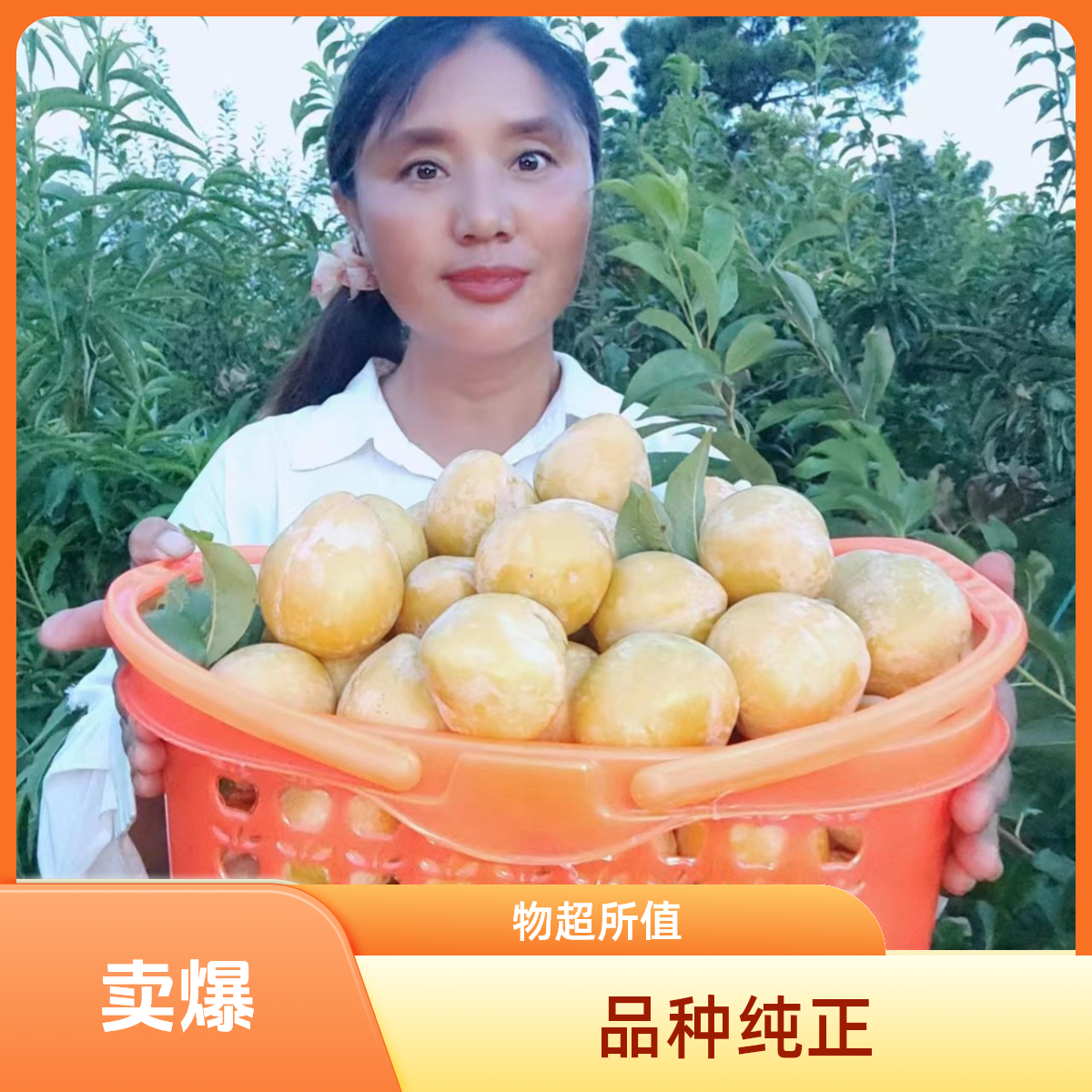 贵州碧绿果圃场嫁接晚熟黄金奈李子苗