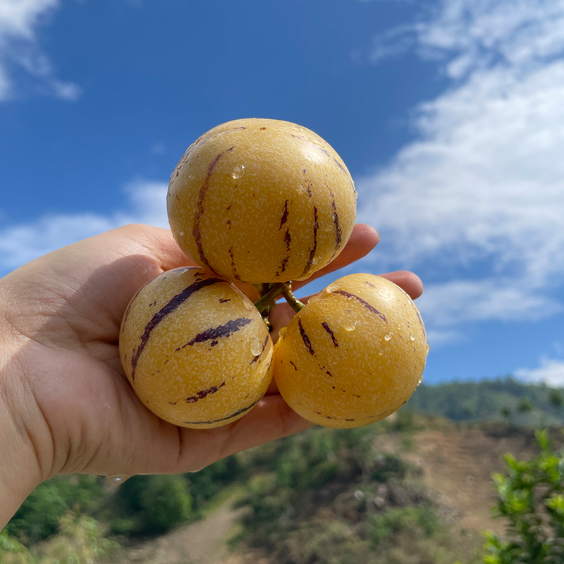 云南高山梯田树熟人参果 顺丰快递