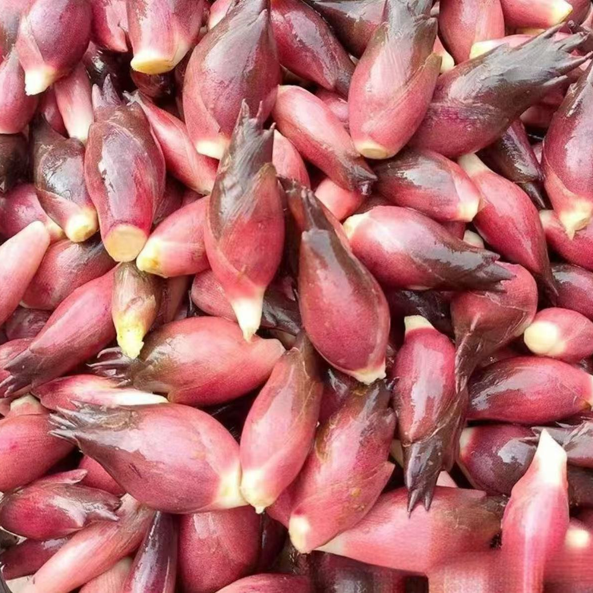 食用洋荷芽种子阳菏新鲜洋荷笋洋霍阳合姜洋火蘘荷洋河野菜